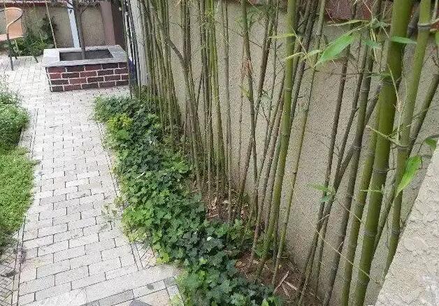 永康风水师分享后花园植物风水