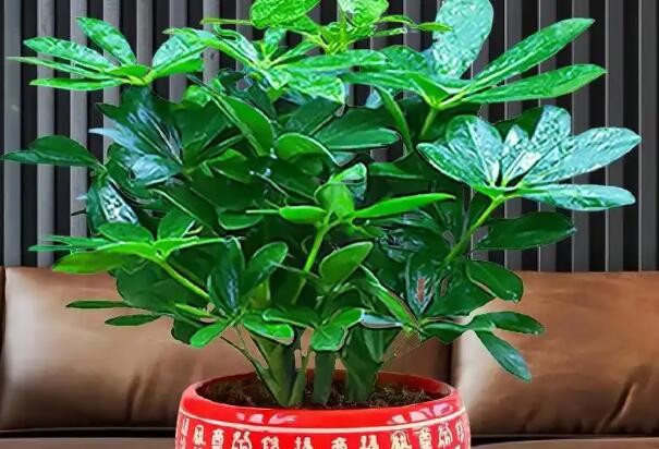 风水大师分享办公桌招财的摆件