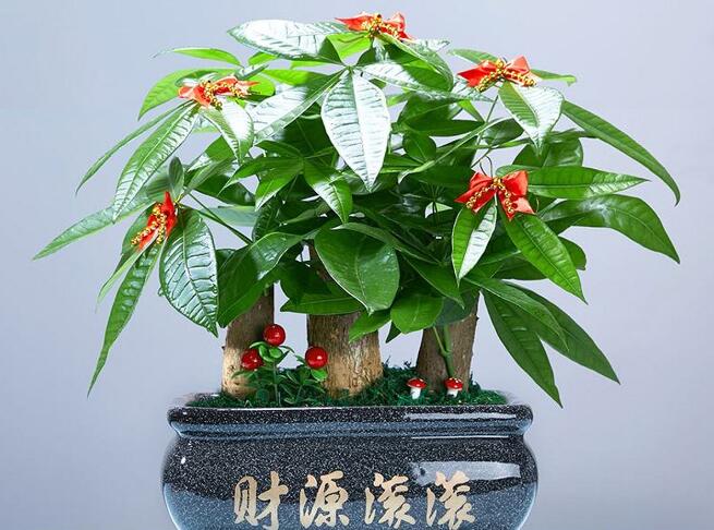 风水师讲述客厅招财植物精选与养护全攻略